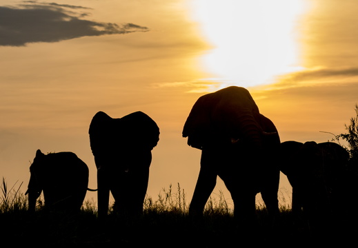 Silhoutte of Elephants
