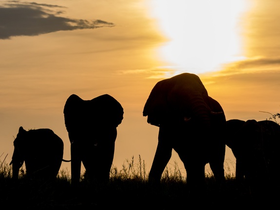 Silhoutte of Elephants