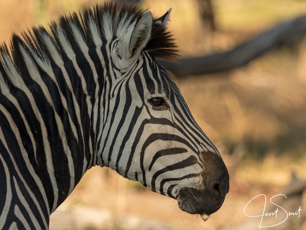 Zebra in the sun
