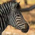Zebra in the sun