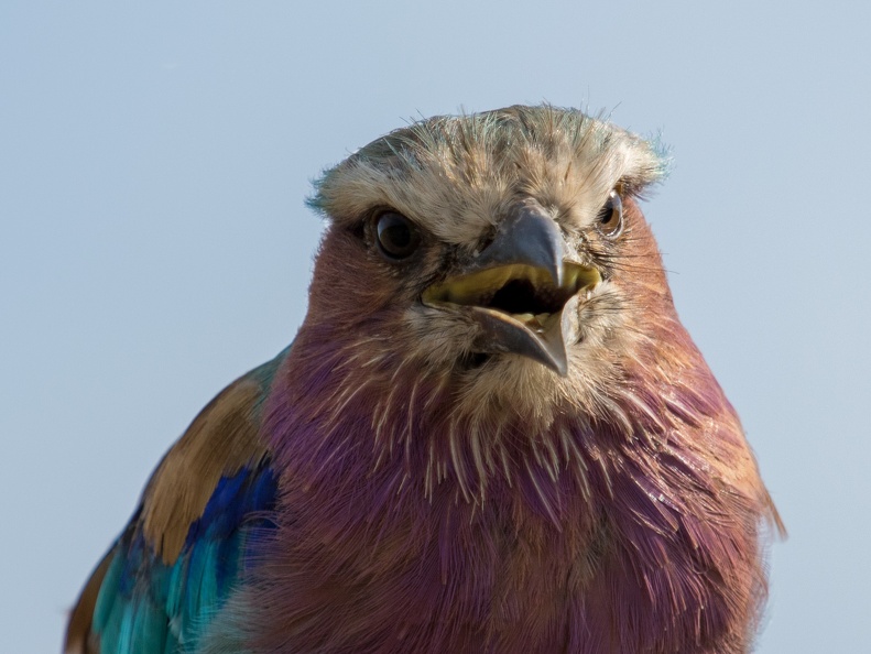 Lilac breasted roller in close-up