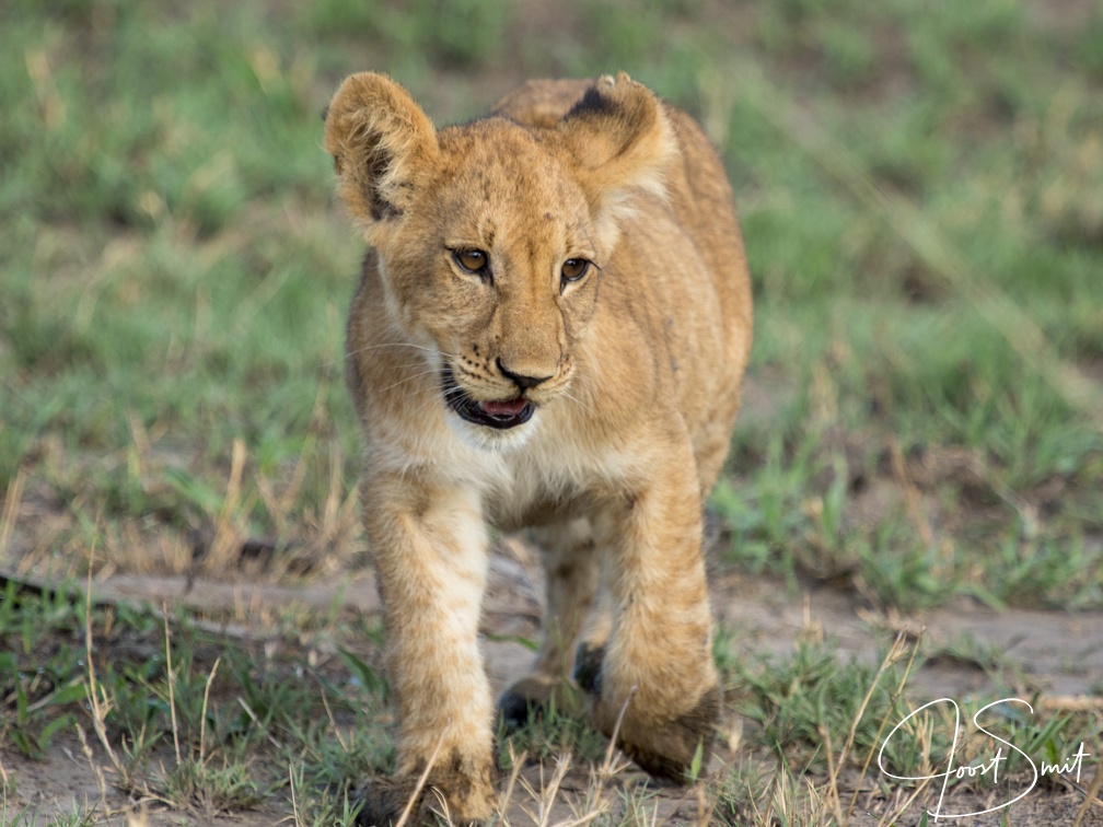 Lion cub