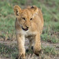 Lion cub