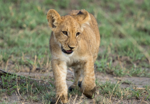 Lion cub