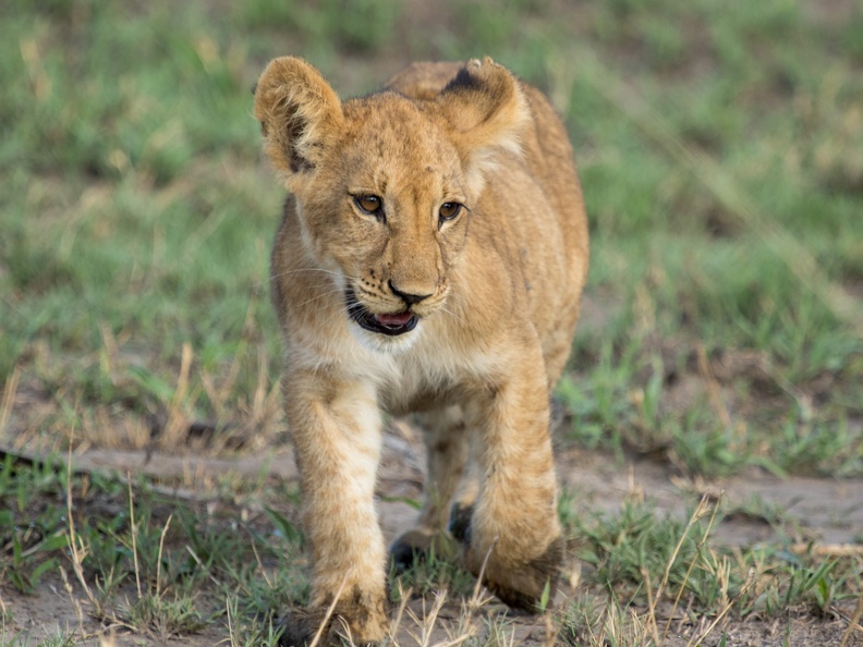 Lion cub