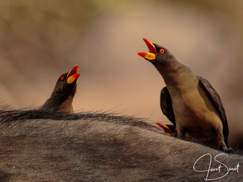 Oxpeckers 