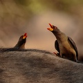 Oxpeckers 