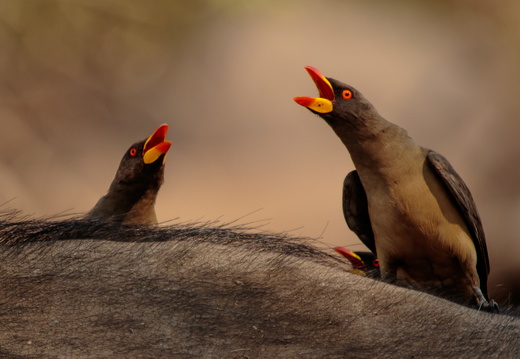 Oxpeckers 