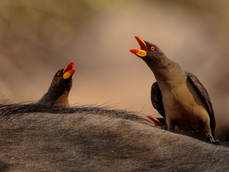 Oxpeckers 