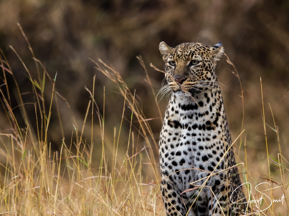 Leopard standing in the rain