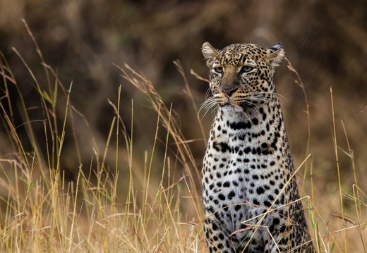 Leopard standing in the rain