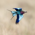 Lilac breasted roller in flight