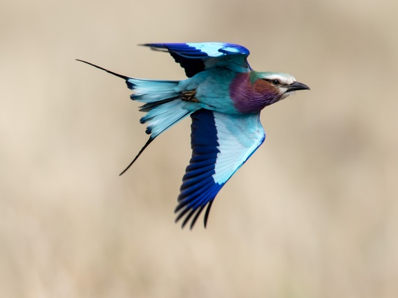 Lilac breasted roller in flight