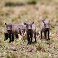 Three little pigs