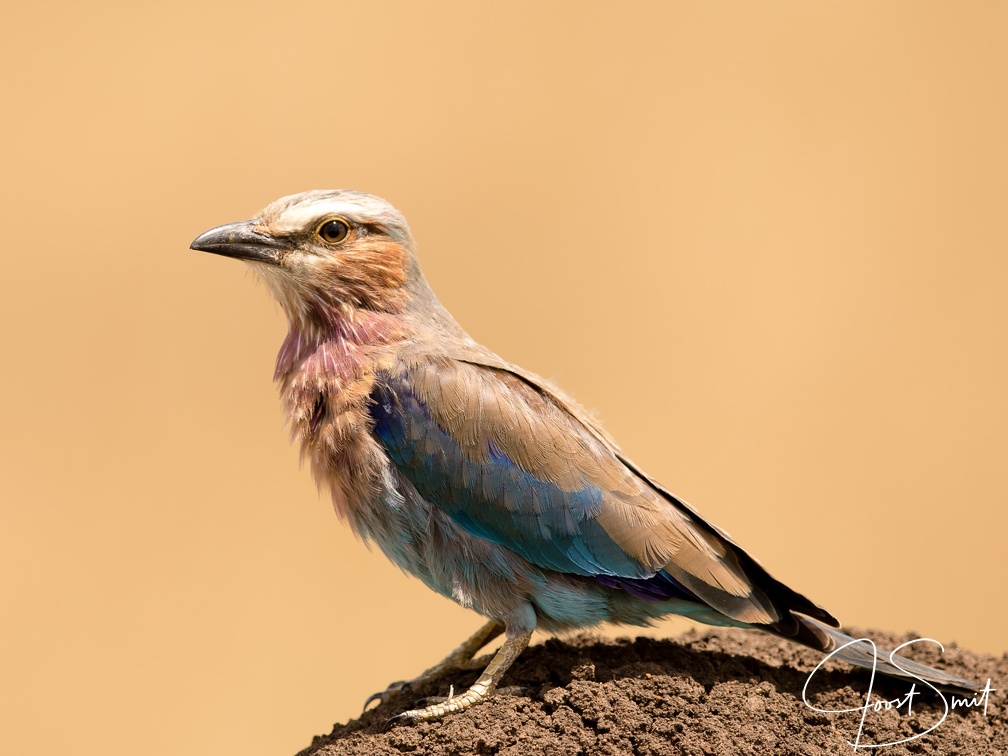 Lilac breasted roller