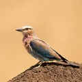 Lilac breasted roller