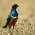 Superb Starling basking in the sunlight