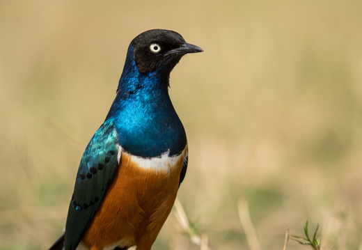 Superb Starling basking in the sunlight