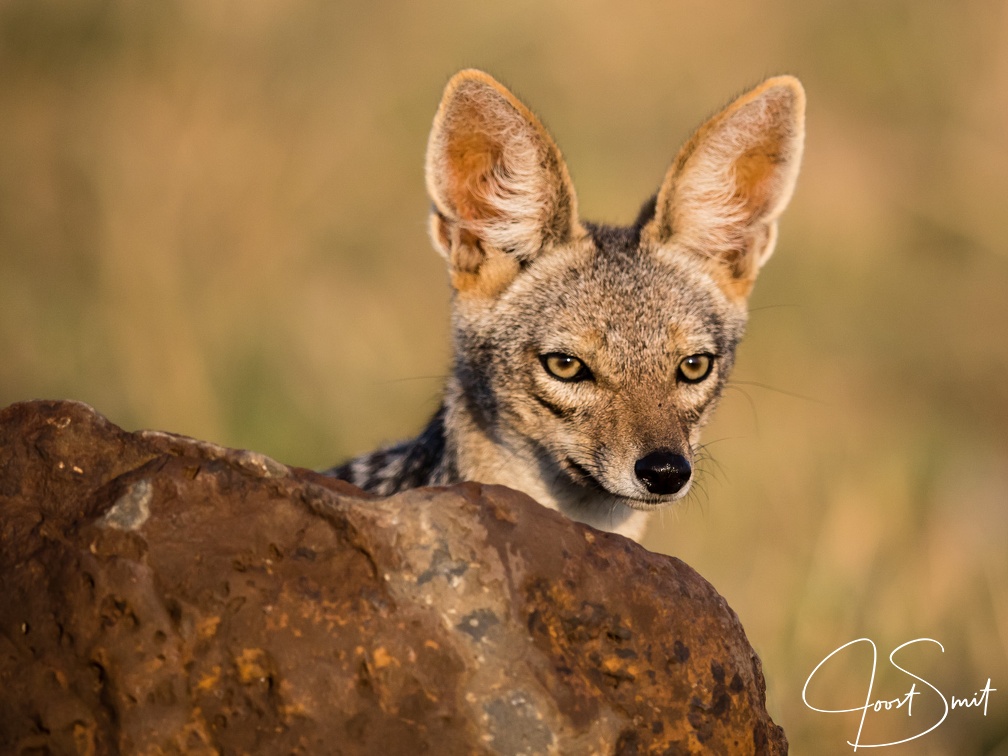 Jackal in the Masai Mara