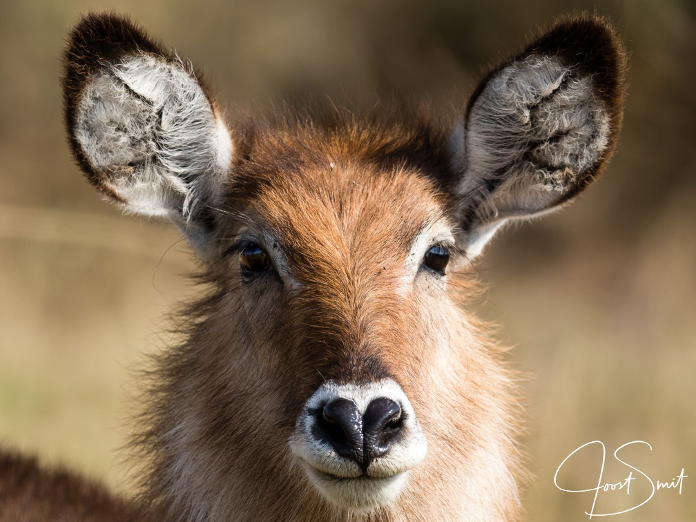 Female waterbuck