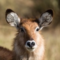 Female waterbuck