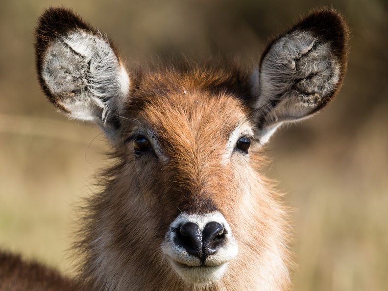 Female waterbuck