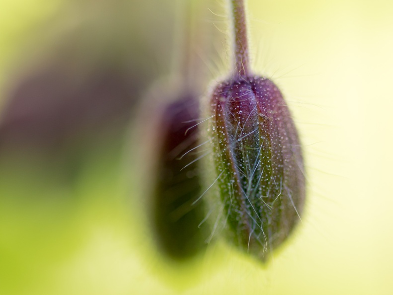 Just a simple flower in my garden