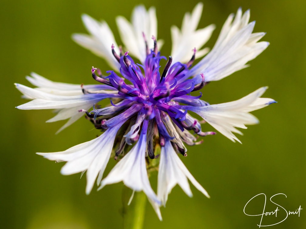 Cornflower colors