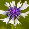 Cornflower colors