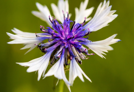 Cornflower colors