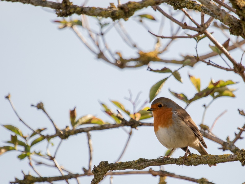 Roodborstje on a tree