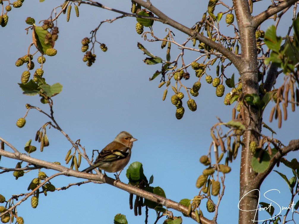 Vinkje in Buytenpark
