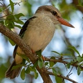 Brown-hooded Kingfisher