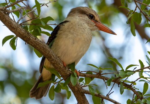 Brown-hooded Kingfisher