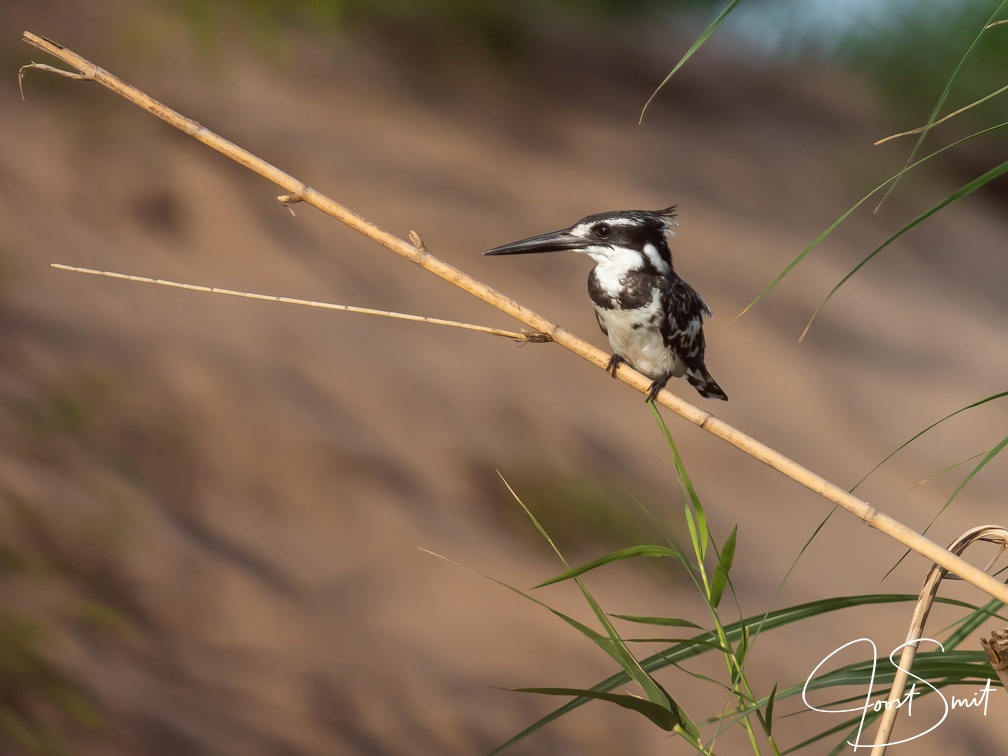 Pied Kingfisher