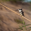 Pied Kingfisher