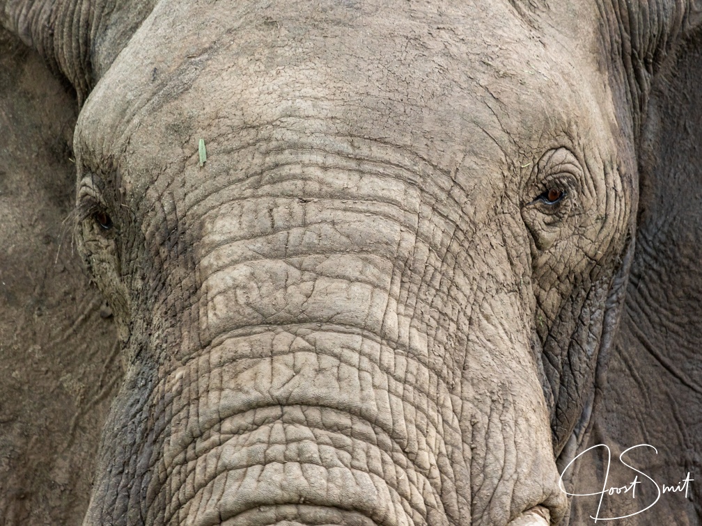 Elephant closeup