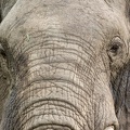 Elephant closeup