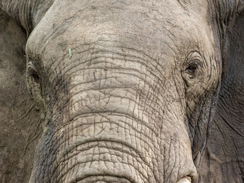 Elephant closeup
