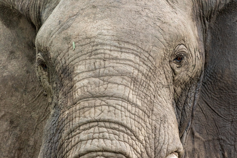 Elephant closeup.jpg