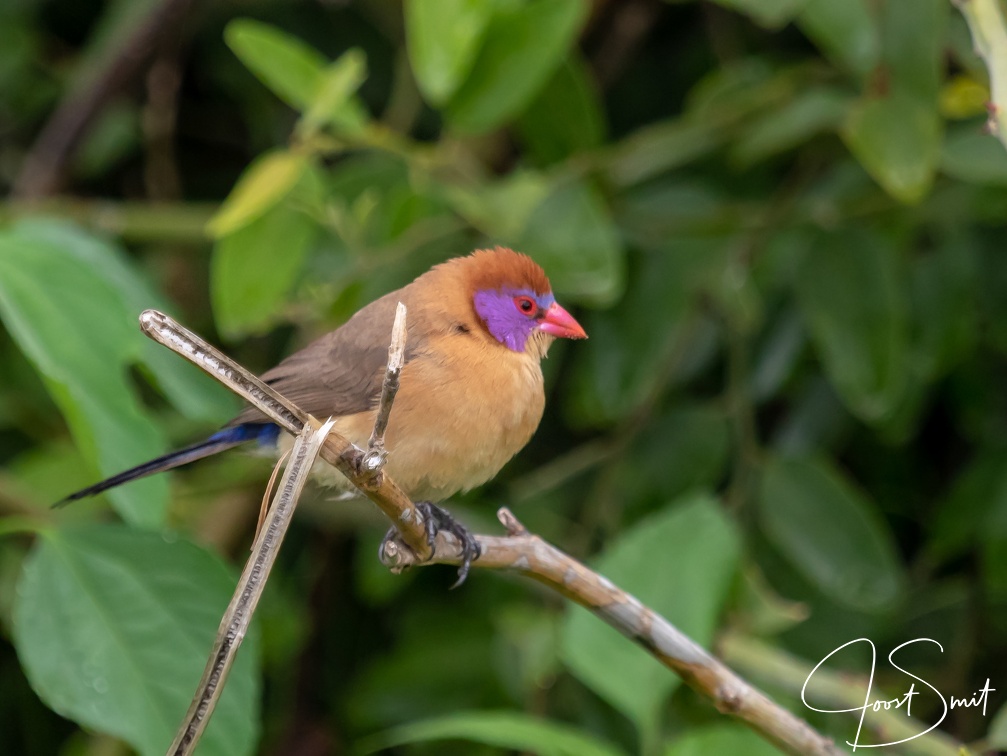 Violed-eared Waxbill