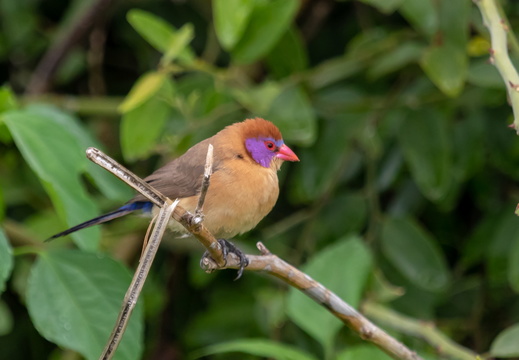 Violed-eared Waxbill