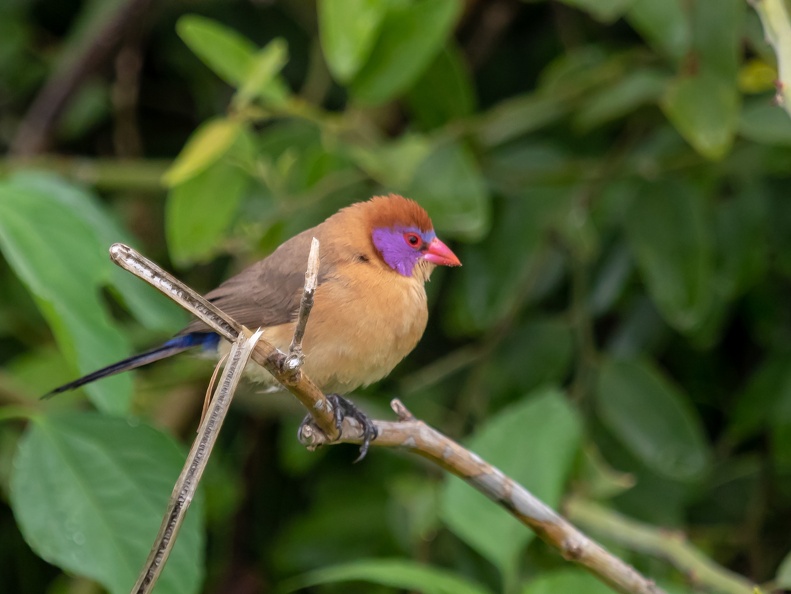 Violed-eared Waxbill