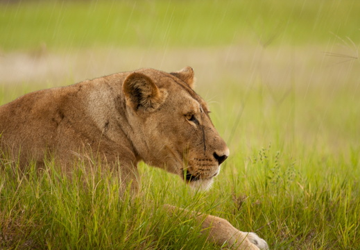 Lion in the rain