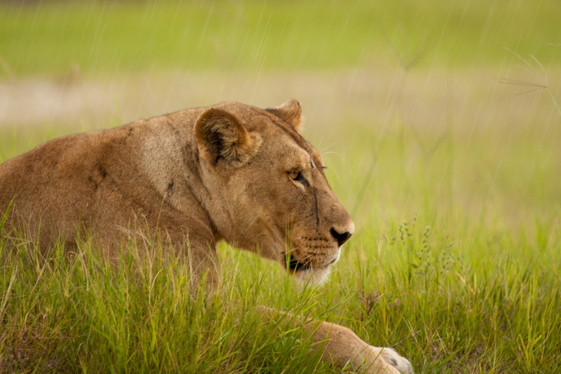 Lion in the rain.jpg