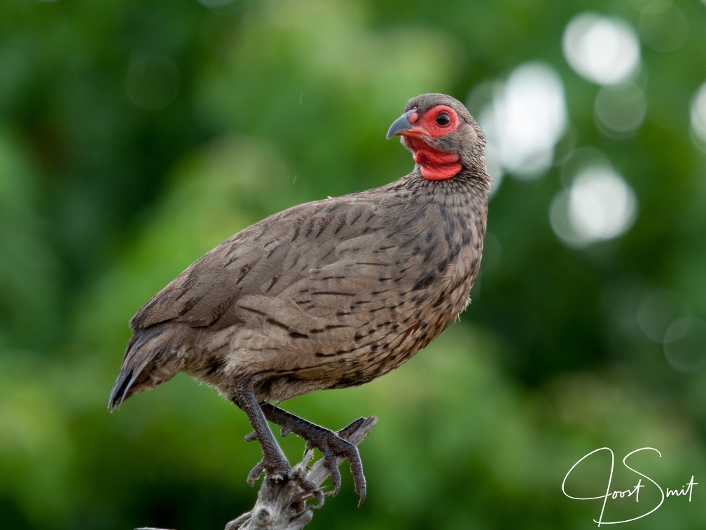 Swainson's Francolin