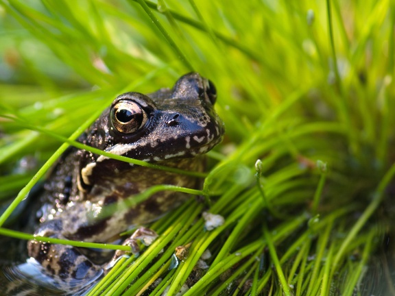 Frog in garden