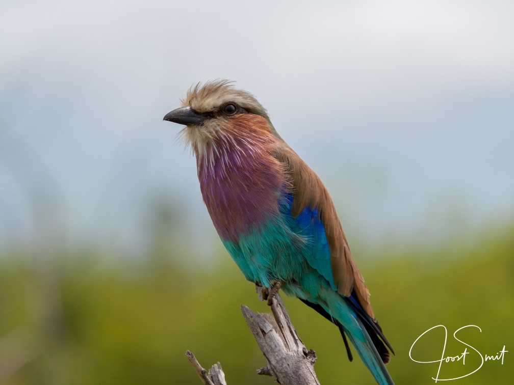 Lilac breasted roller in Chobe