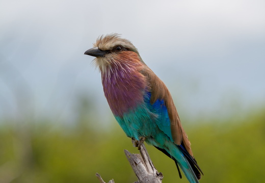 Lilac breasted roller in Chobe