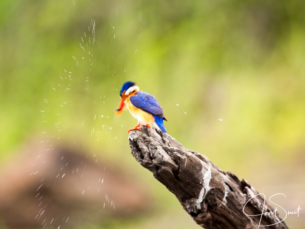 Malachite kingfisher drying off